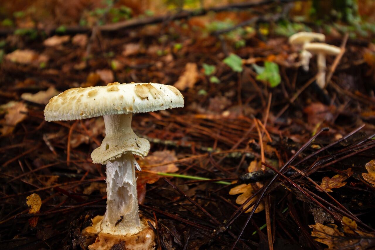 Amanita phalloides (Pixabay)