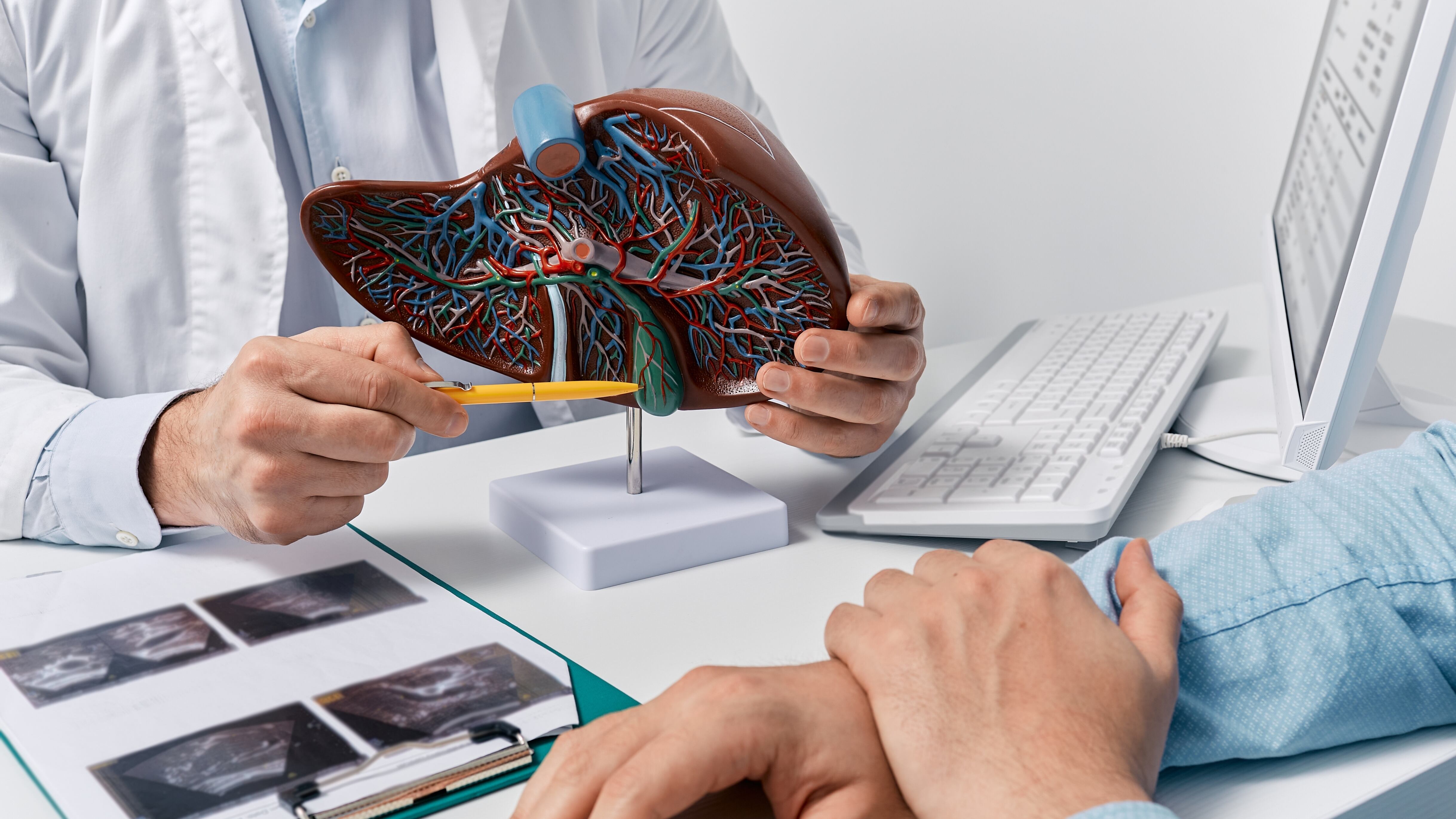 Un doctor muestra un modelo de hígado (Shutterstock)