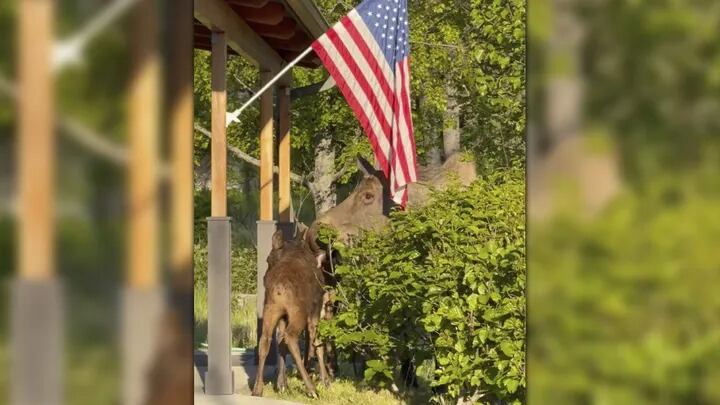 La escena, captada en video, muestra la reunión del alce con su madre después del rescate. (Spencer Warren/AP)