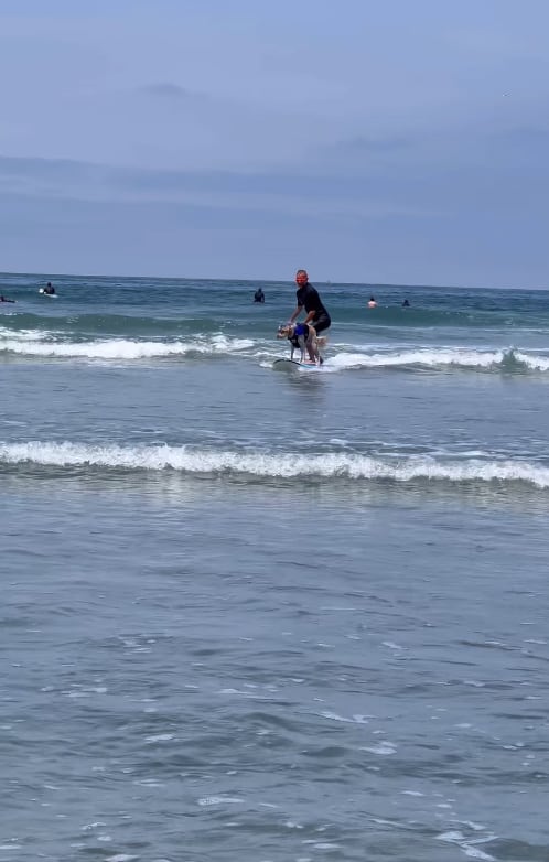 Perros, razas de perros, surfeo, campeonato, mascotas, animales