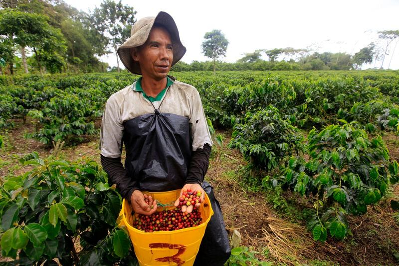 Su calidad lo ha hecho destacar en certámenes como la Cup of Excellence, un certamen que es de los más importantes en mundo - crédito REUTERS