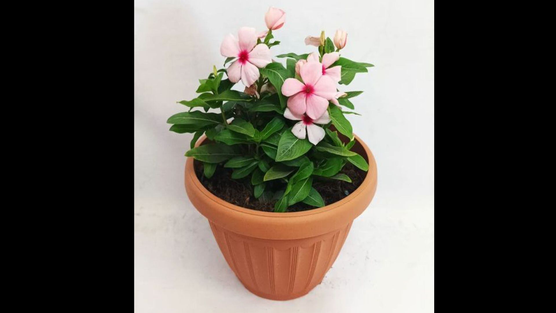 Isabelita - Catharanthus roseus - planta - Perú - historias - 2 julio