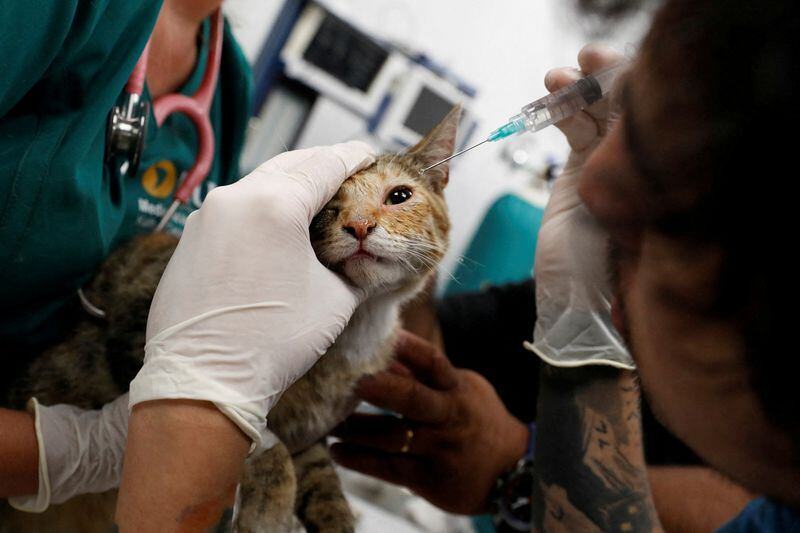 Tras brindarles agua, lo más recomendables es llevarlos ante un veterinario certificado - crédito Rodrigo Garrido / Reuters 