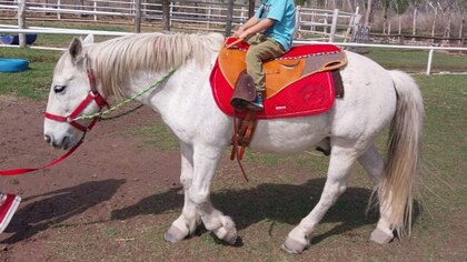 Crimen miserable: faenaron en Río Negro a un caballo que ayudaba a chicos con discapacidades