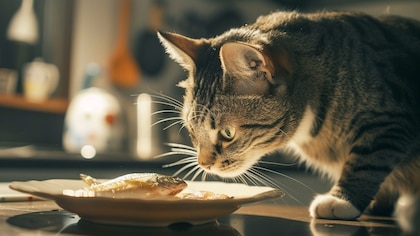 ¿Le estás dando lo mejor a tu gato? esto debe contener la etiqueta de su alimento