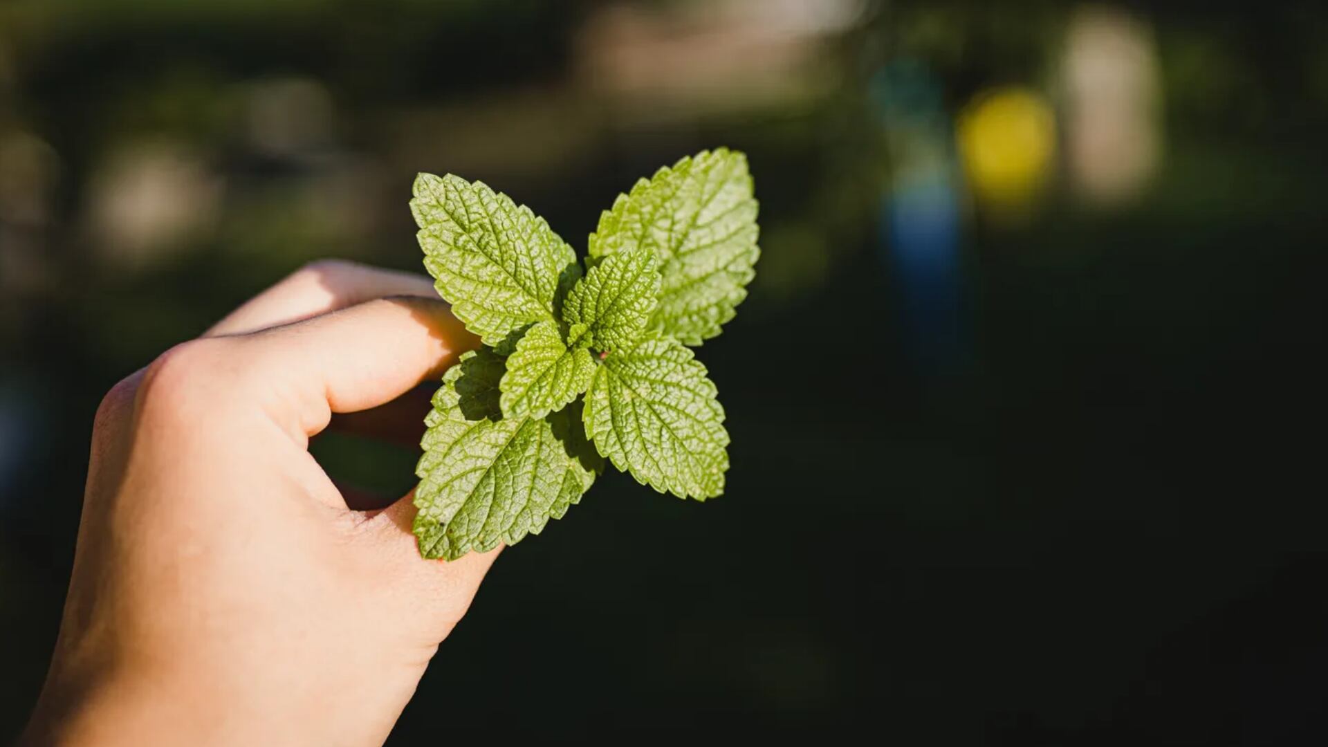 Té de menta - infusión de meta - gripe - problemas digestivos - Perú - 4 de julio