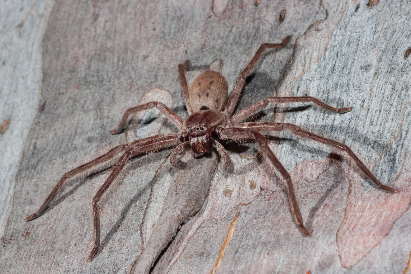 La araña más grande del mundo cuya picadura causa palpitaciones en el corazón fue encontrada en el Reino Unido