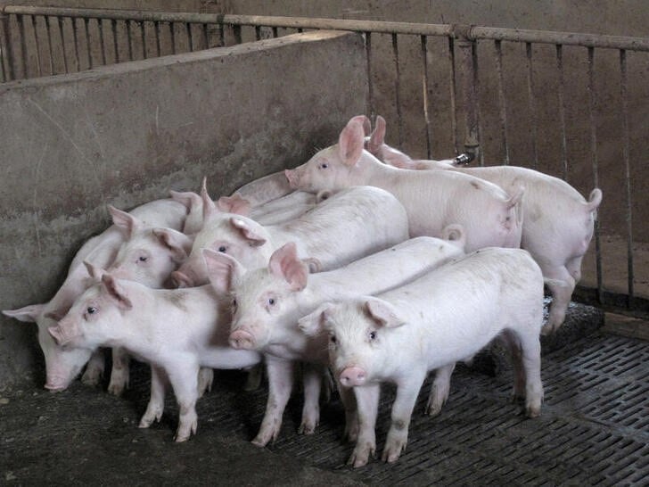 La víctima fue contratada bajo condiciones precarias en un criadero de cerdos (Foto ilustrativa: Reuters/Dominique Patton)