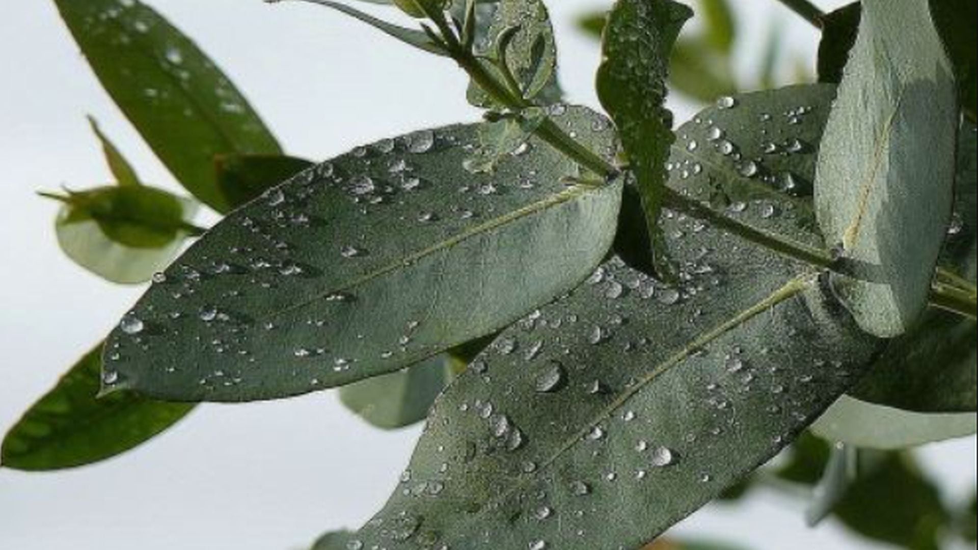 Eucalipto - planta medicinal - beneficios - Perú - historias - 20 junio