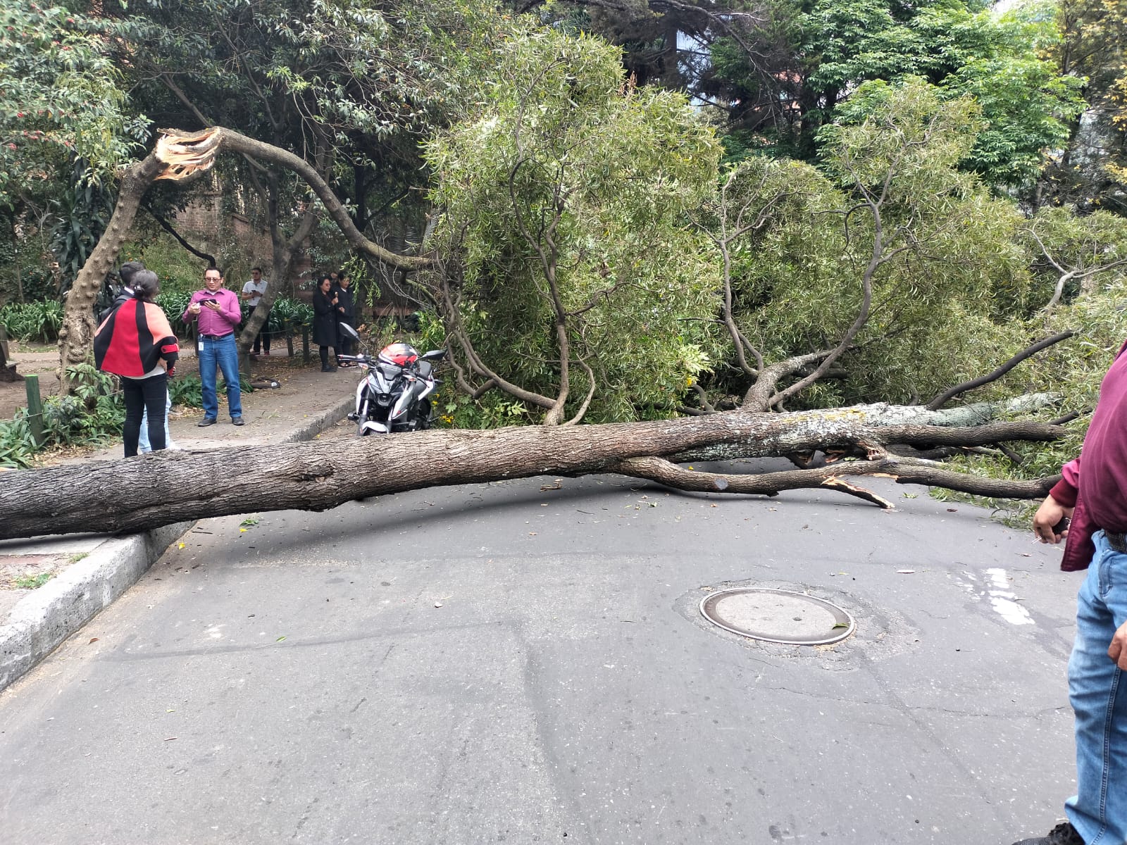 Árbol caído en Chapinero genera problemas de movilidad