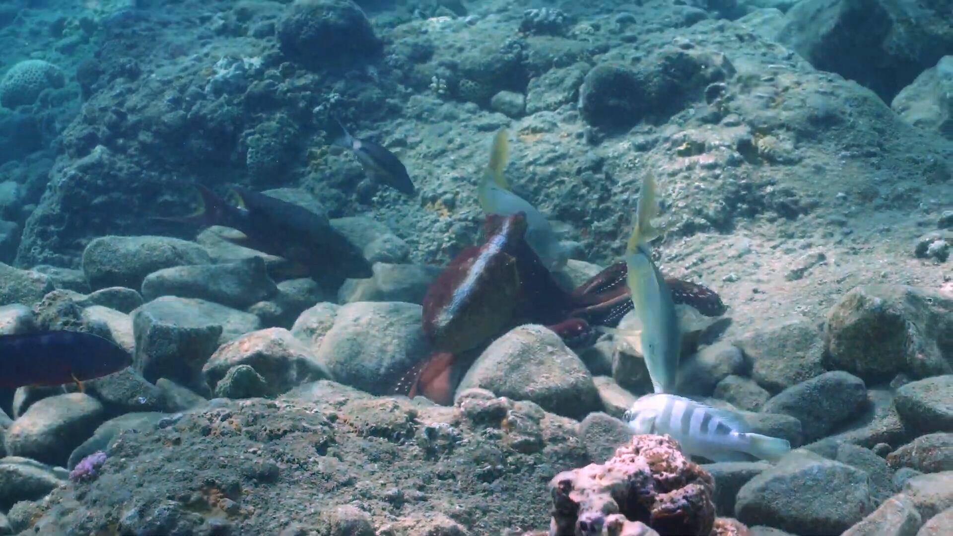 En un raro video, se ve a pulpos cazando junto a peces y golpeando a peces que no cooperan