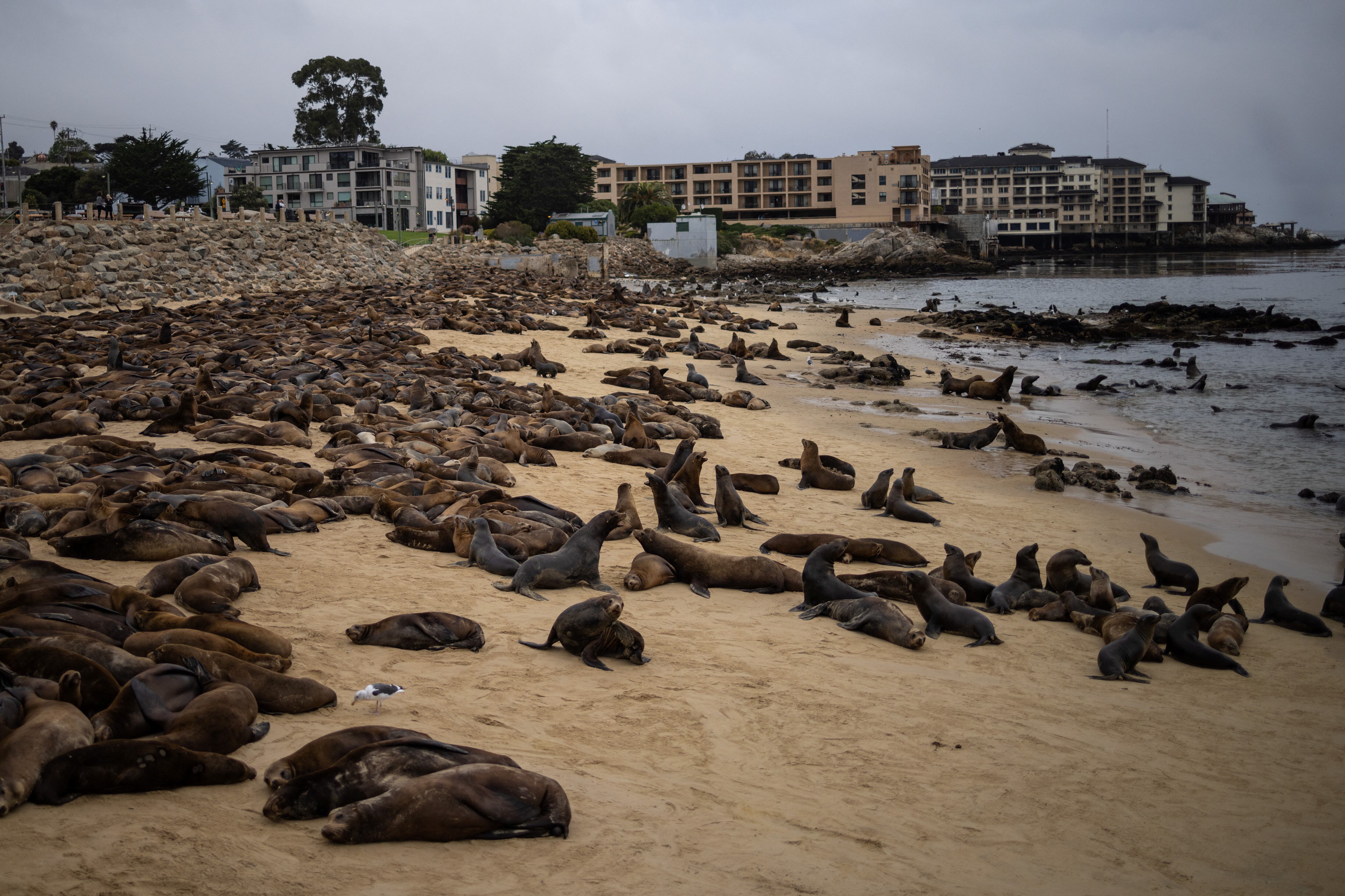 La comunidad ha sido educada sobre la importancia de mantener distancia de los animales marinos. (REUTERS/Carlos Barria)