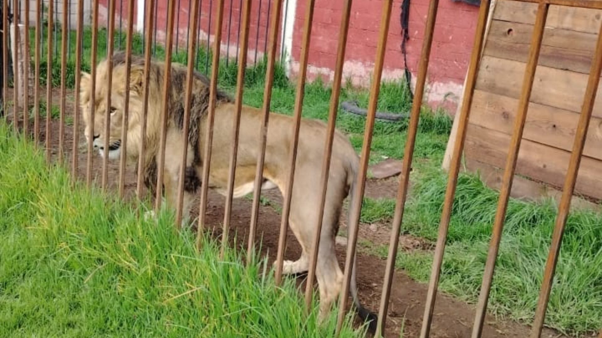 León en Zinacantepec