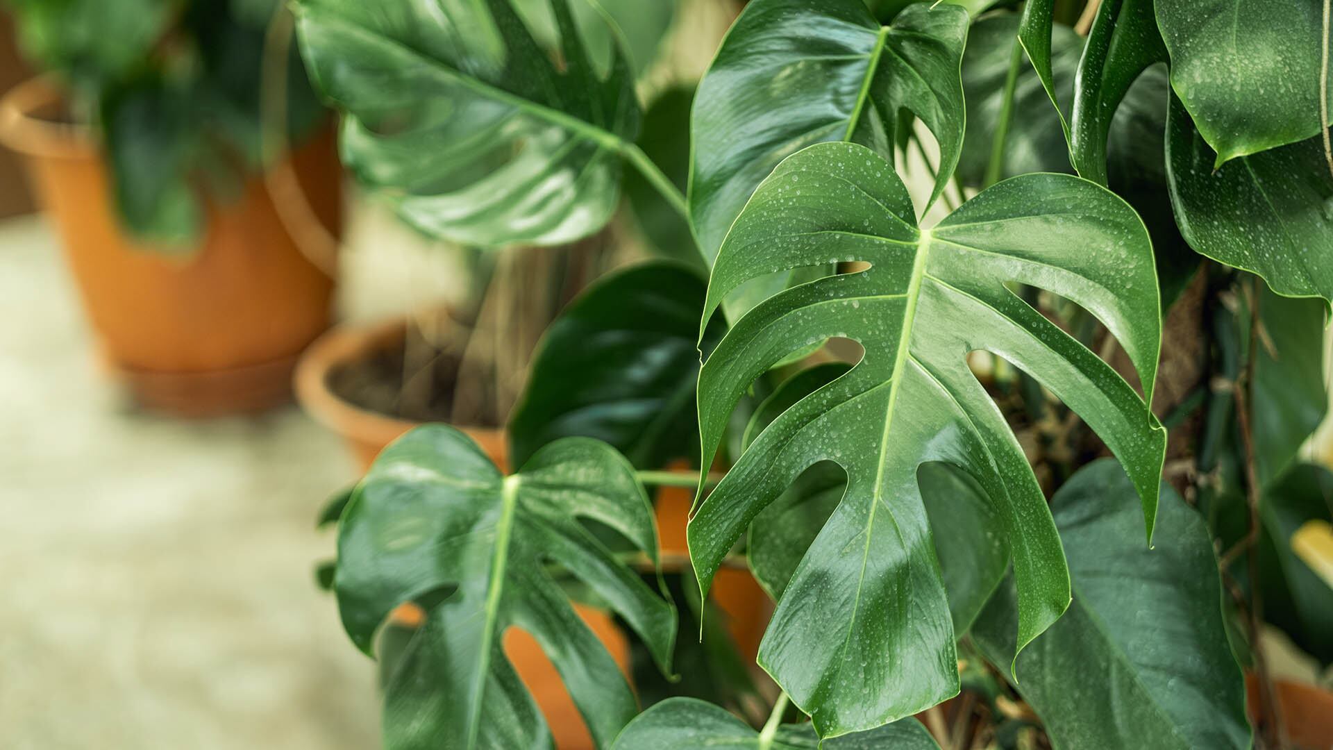 Monstera deliciosa  - plantas