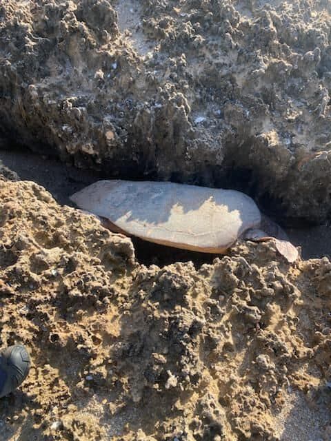 La tortuga llegó hasta ese lugar tratando de desovar a sus crías, pero se atoró de regreso al océano. (Facebook/Martin County Sheriff's Office)