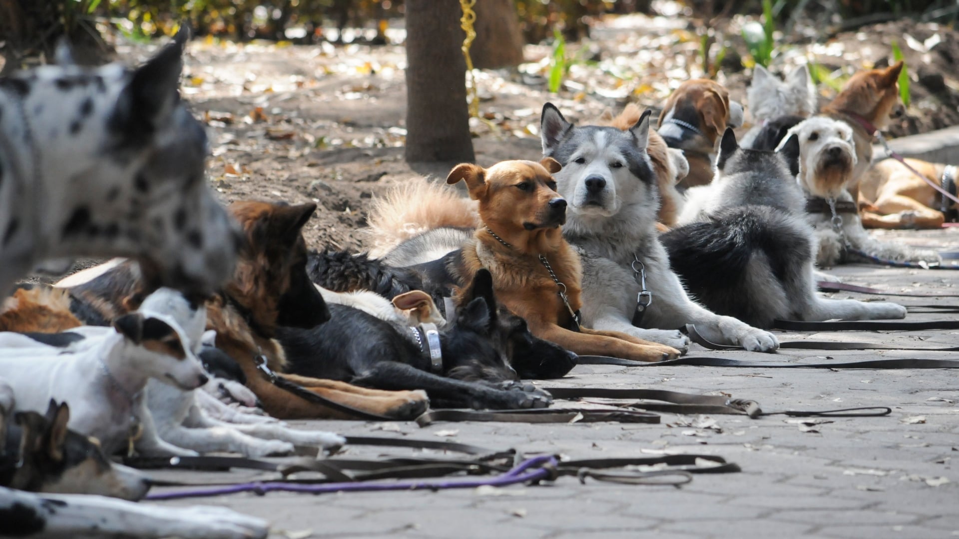 La UNAM diseño un proceso de compostaje de heces caninas 

FOTO: DIEGO SIMÓN SÁNCHEZ /CUARTOSCURO.COM