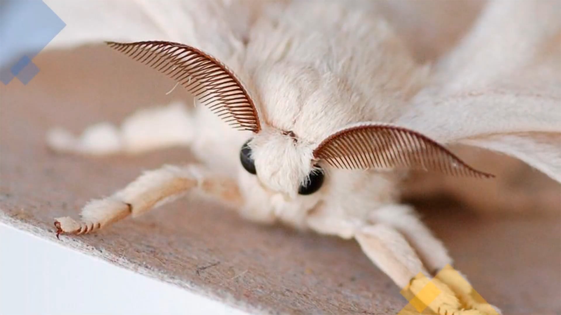 La polilla caniche: fascinación científica y misterio sin resolver