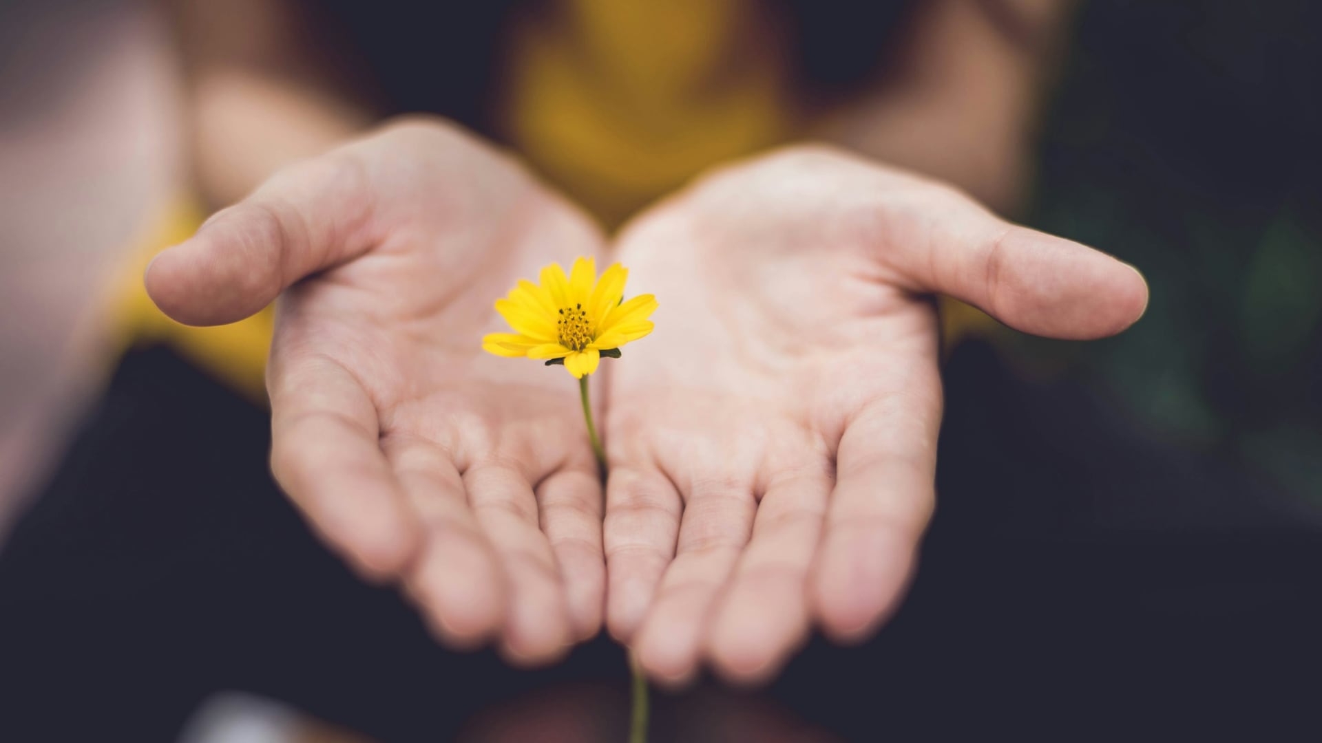 Conoce la fecha en que se regalan flores amarillas y el por qué de esta tradición reciente.