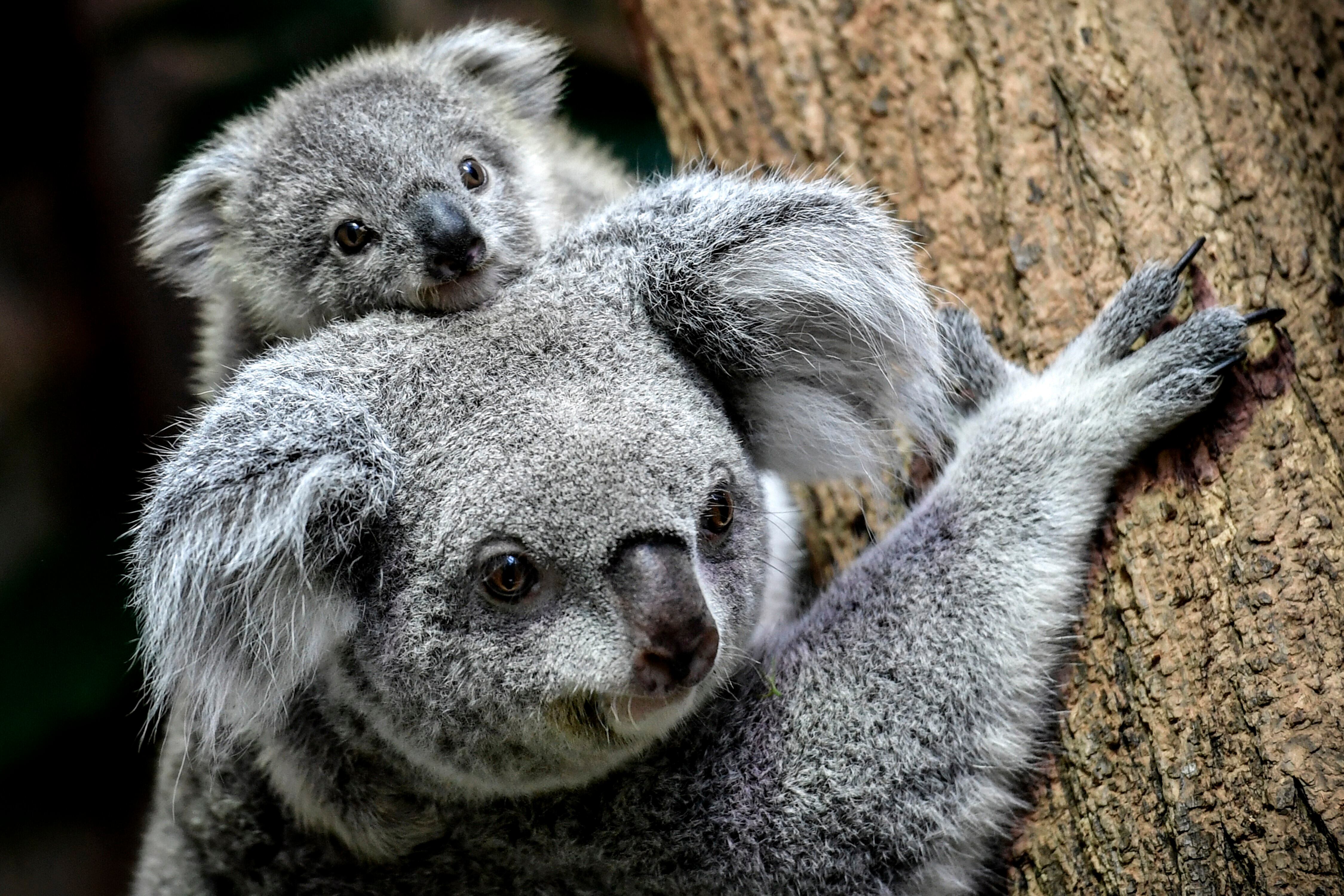 Un cachorro de koala se sube a la espalda de su madre. EFE/Sascha Steinbach/Archivo
