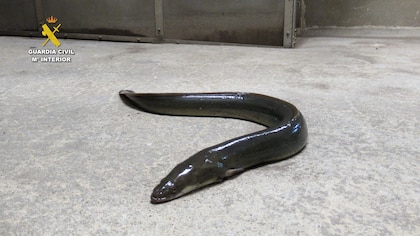 El misterioso ciclo de vida de las anguilas en el Mar de los Sargazos