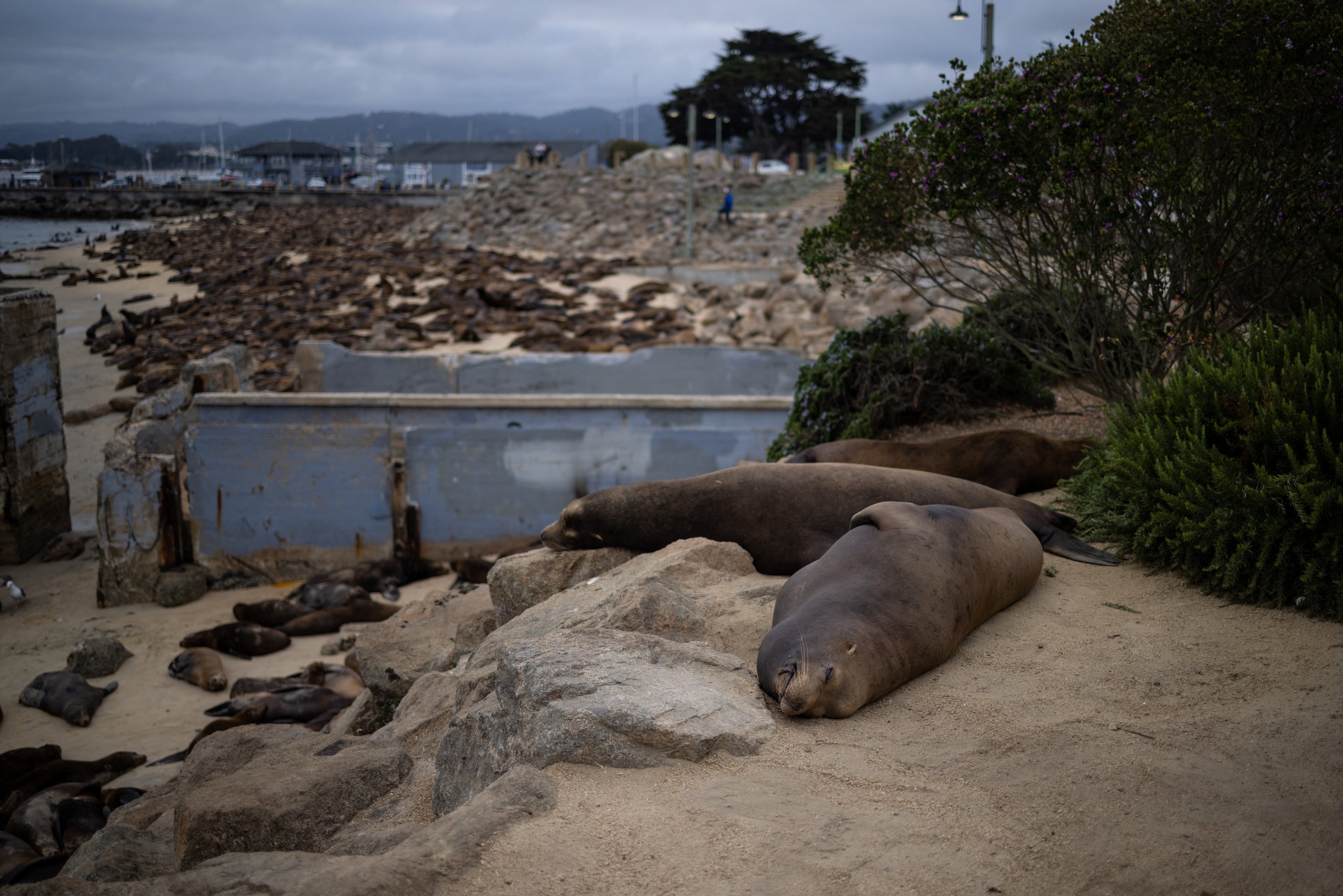 La Playa San Carlos en Monterey fue cerrada debido a una inesperada invasión de leones marinos. (REUTERS/Carlos Barria)