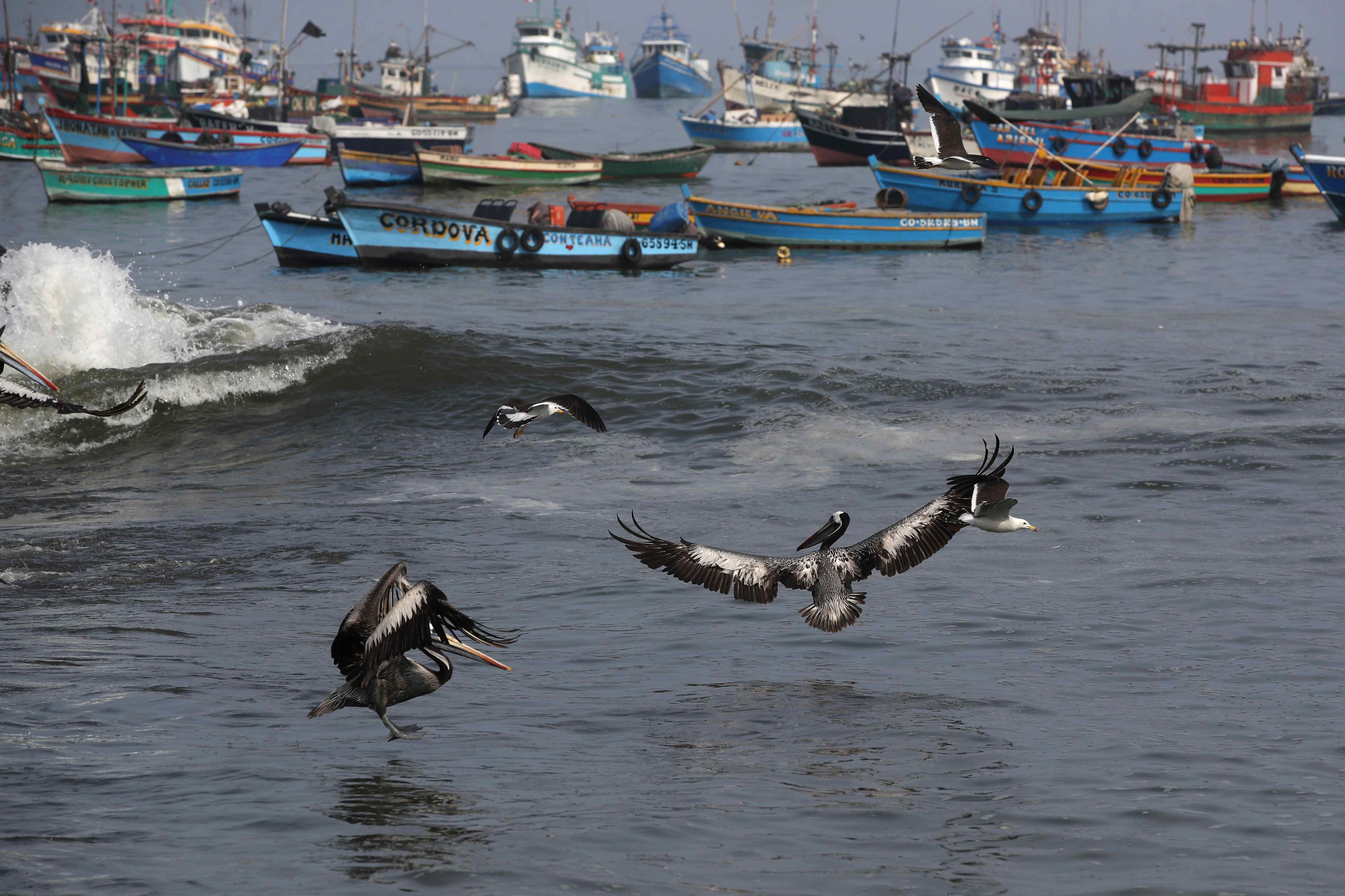 Fotografía de archivo de aves en un puerto de pescadores artesanales de Perú. EFE/ Paolo Aguilar
