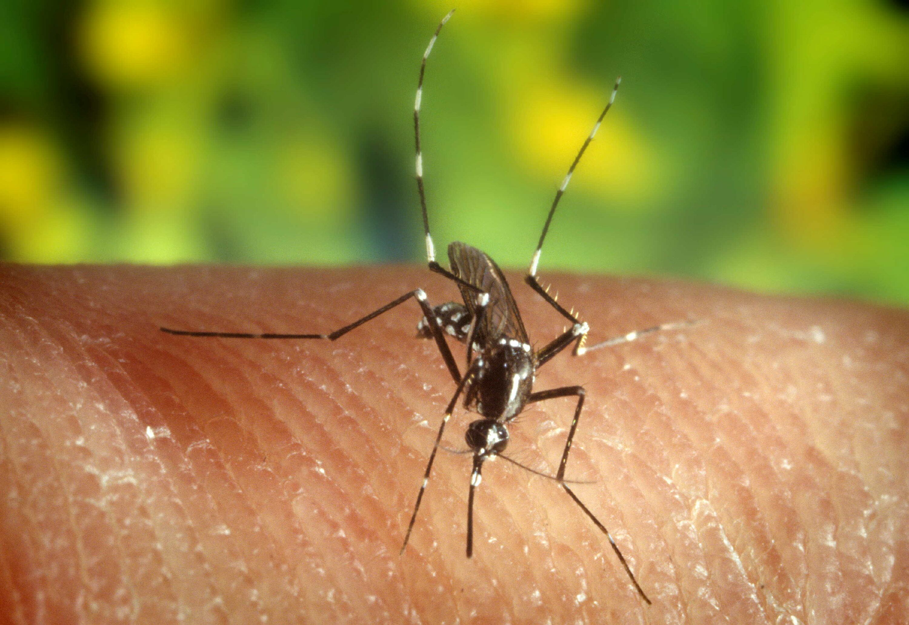 En la imagen de archivo, unl mosquito "Anopheles quadrimaculatus", vector en la portación de la malaria. EFE/Edward McCellan
