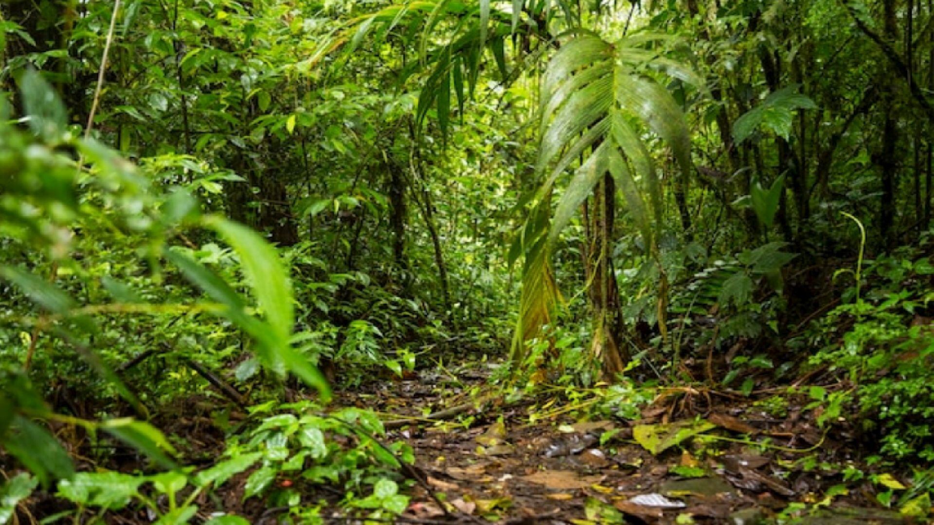 El virus de Oropouche tenía circulación endémica en algunas zonas del Amazonas. Desde el año pasado se empezaron a detectar casos en zonas no endémicas (Freepik)