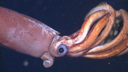Exploración submarina capta a un calamar casi desconocido que incuba huevos gigantes