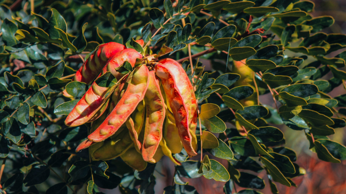 La planta de tara - Planta ancestral y medicinal del Perú (Unah al día)