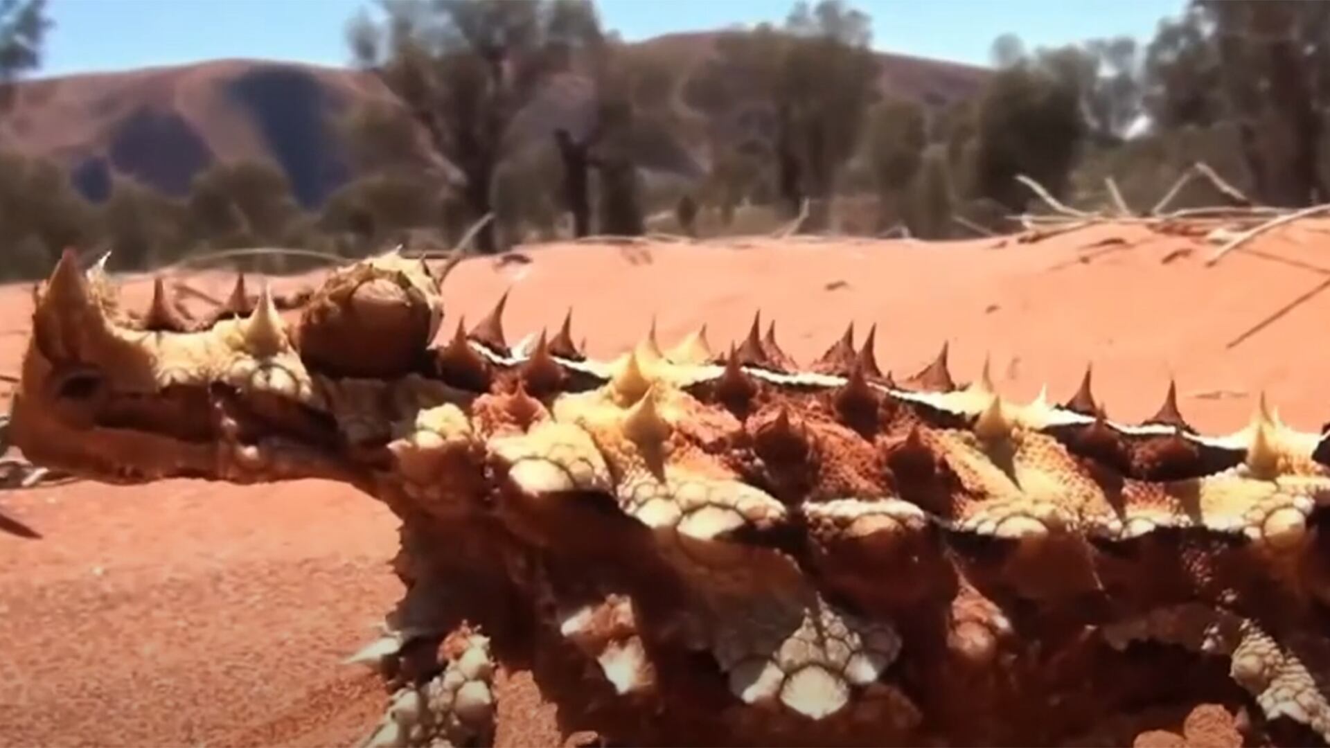 Moloch horridus portada