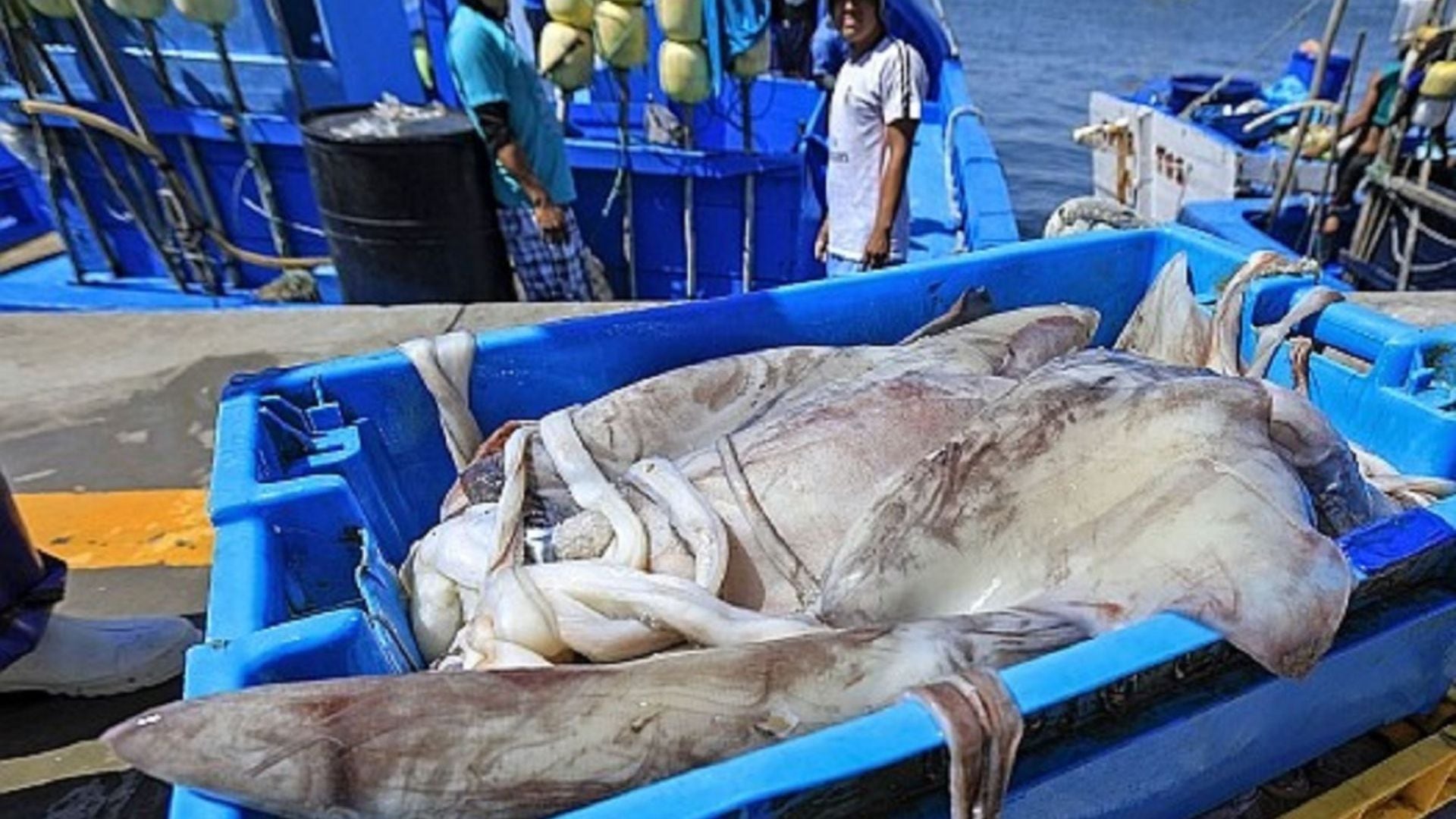 "En el caso de la pota, es pescada 100% por pesca artesanal; al igual que el jurel y el perico. Los beneficios llegarán primero a ellos, que son los que extraen los mencionados recursos del mar", dijo exministro de Producción, Alfonso Miranda Eyzaguirre. | Andina