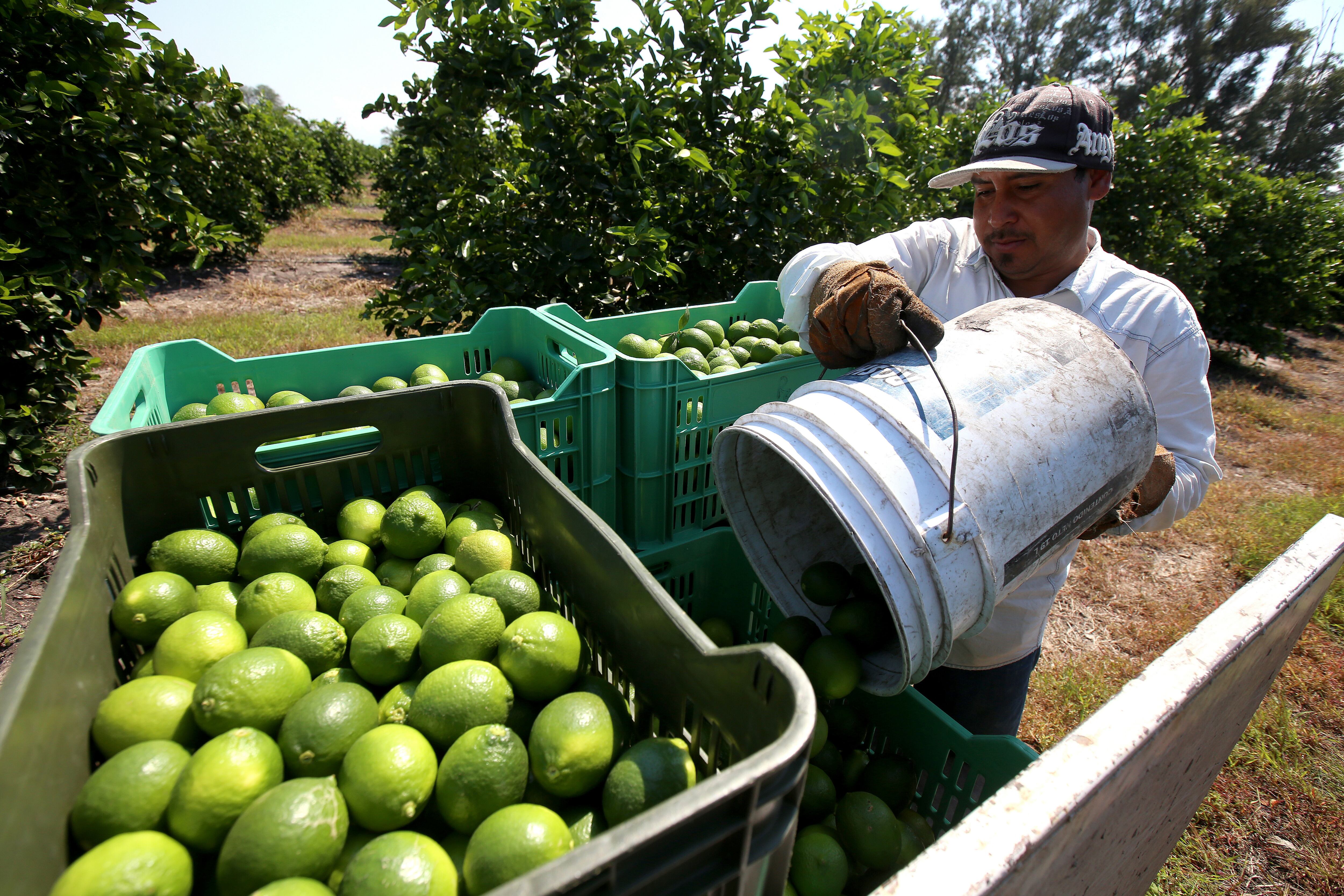 Empleados de la cosecha del limón trabajan en la recolecta del cítrico en México. Imagen de archivo. EFE/Ulises Ruiz Basurto
