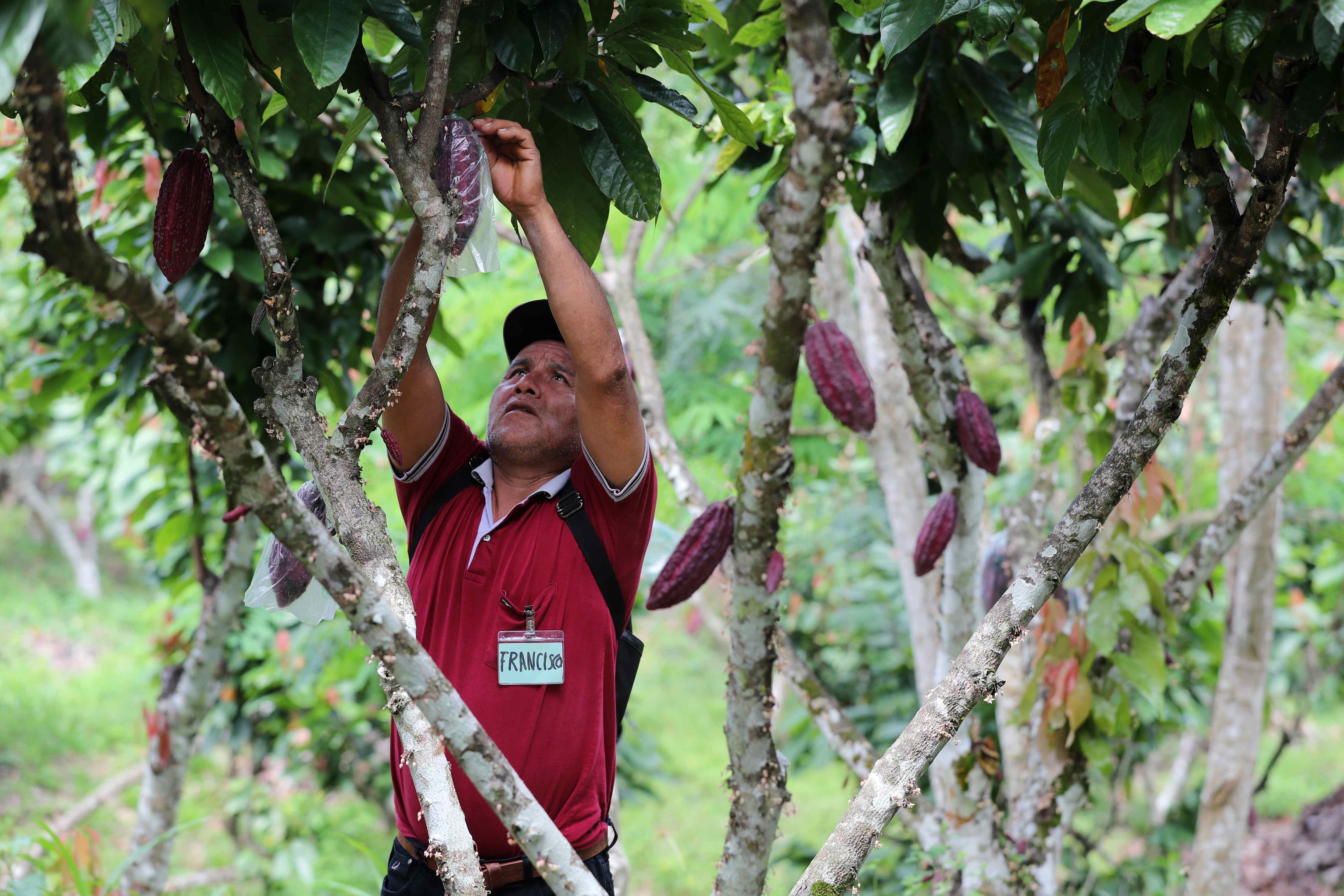 Fotografía de archivo en donde se ve a un agricultor mientras cultiva cacao en Perú. EFE/ Paolo Aguilar
