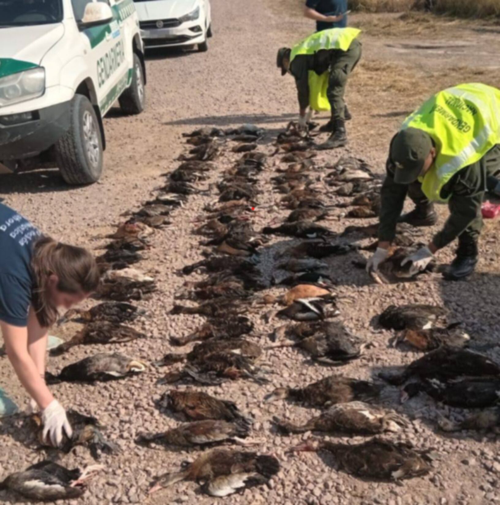 Demoraron a dos turistas franceses que cazaban ilegalmente en el norte de Santa Fe (GNA)