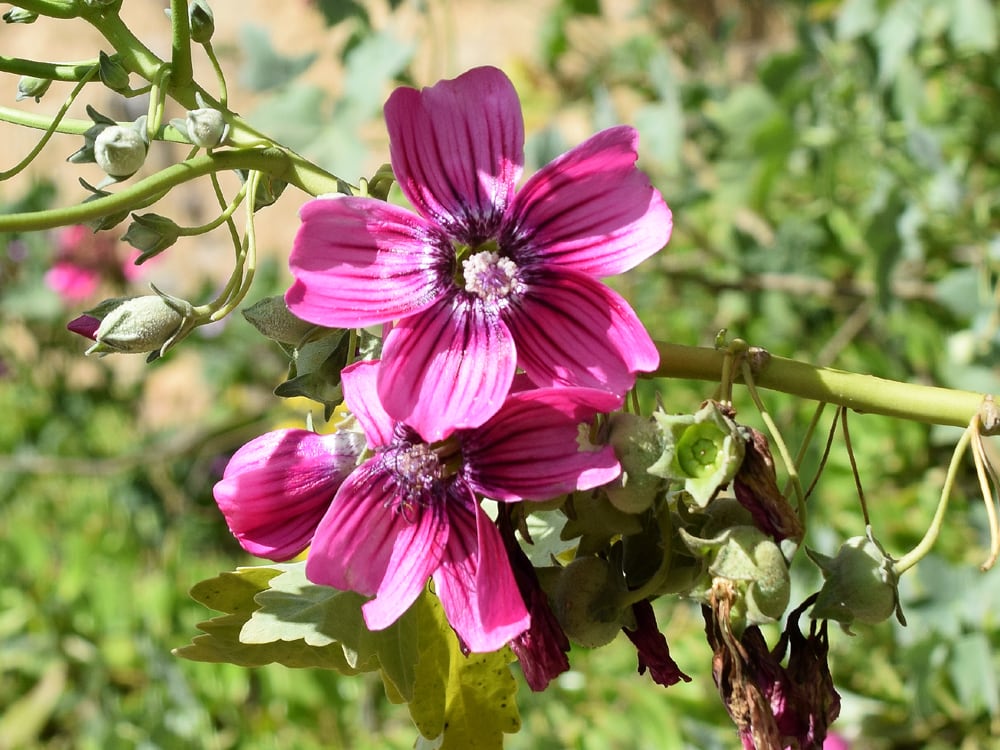 Así se ve la planta de la malva (Archivo)