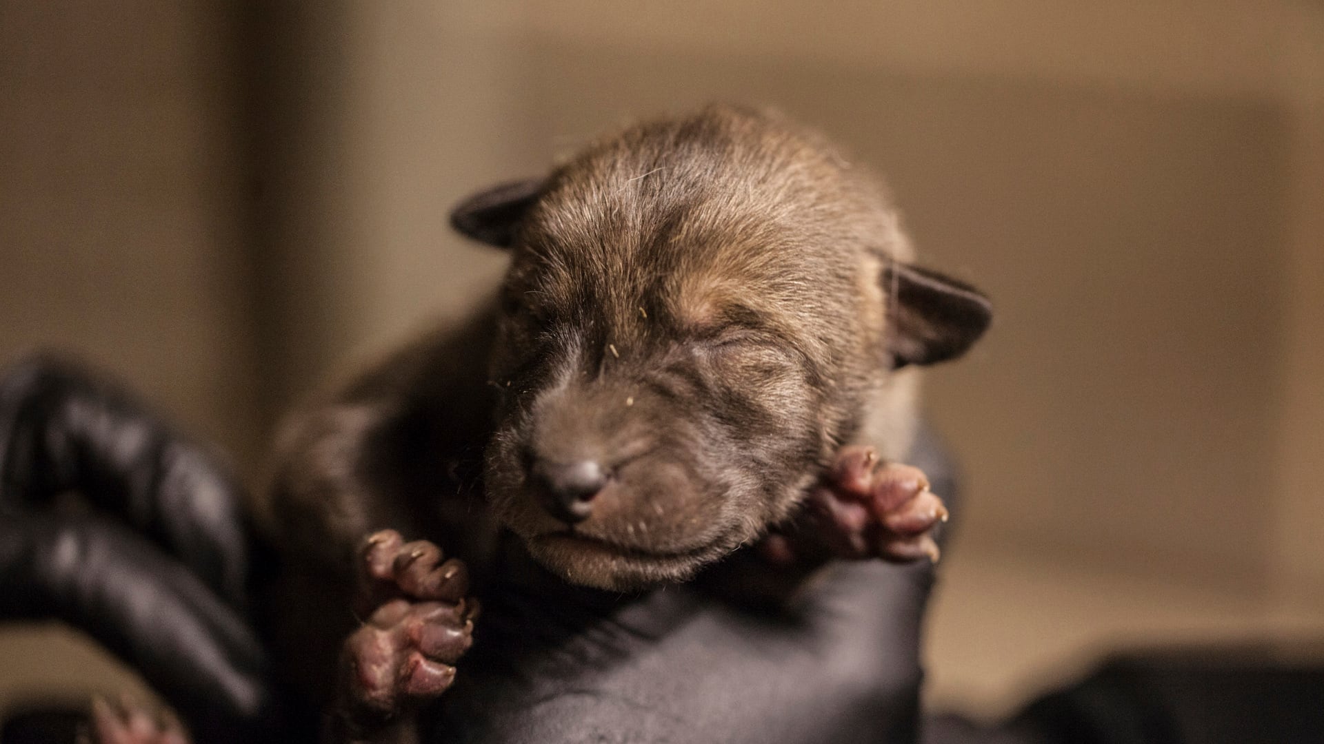 Entre las mayores amenazas para los lobos rojos están las muertes causadas por atropellamientos en carreteras. (Christopher Bijalba/Lincoln Park Zoo/AP)