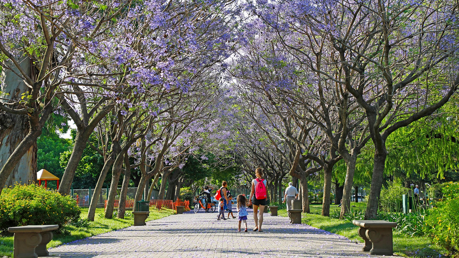 árboles Ciudad de Buenos Aires