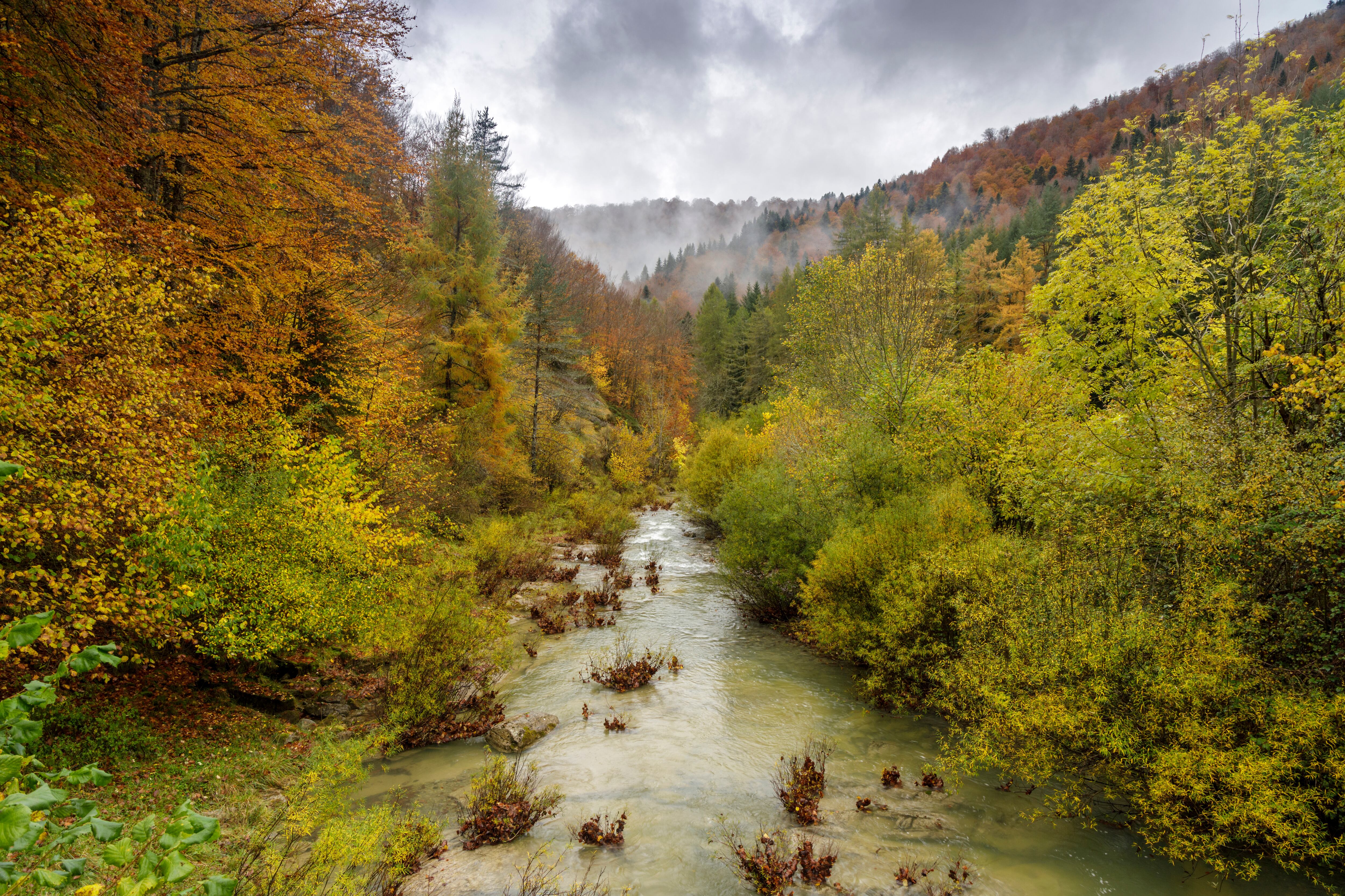 Selva de Irati (Shutterstock)