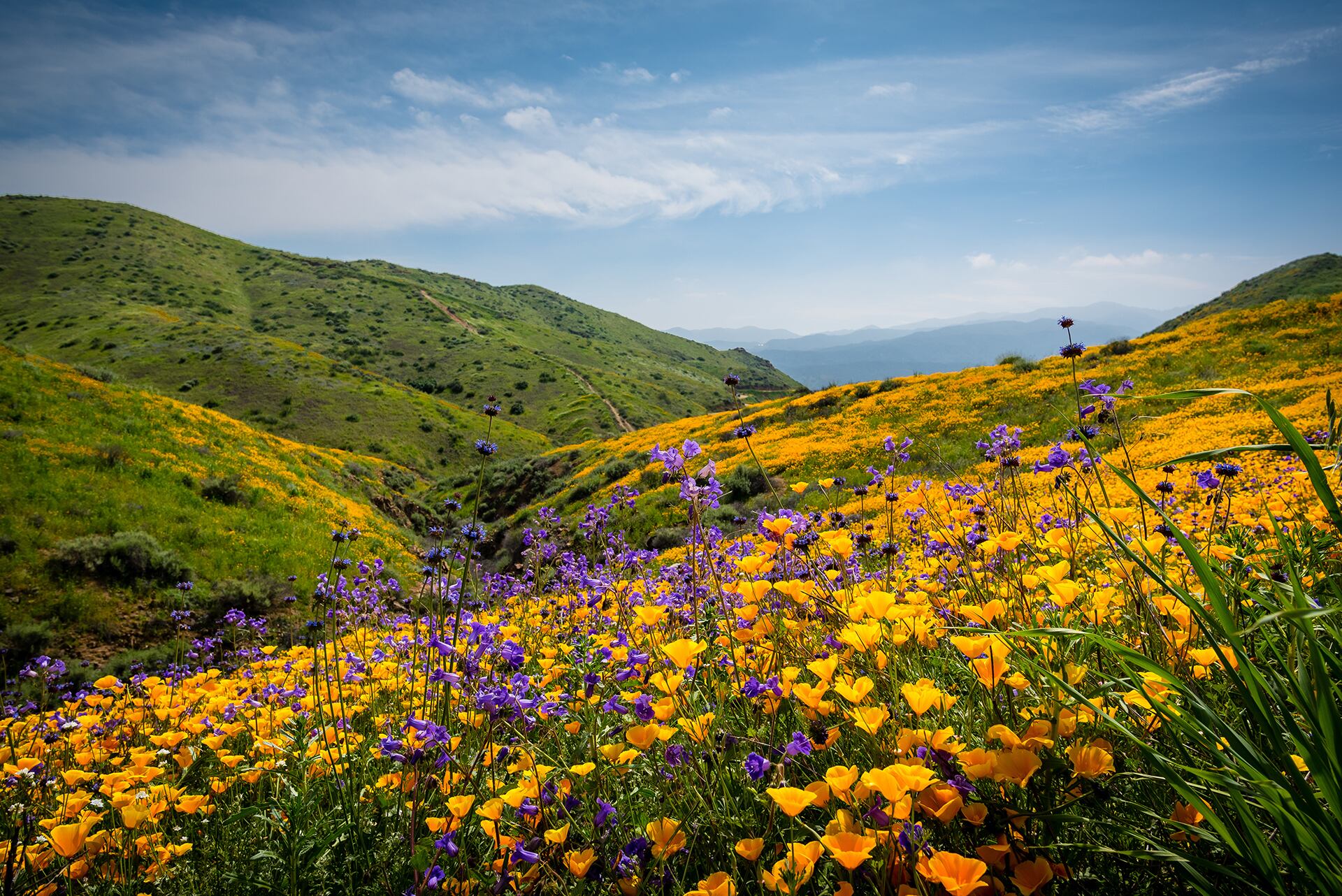 Imagen de Loma Linda en Estados Unidos. Las zonas azules son áreas con un alto porcentaje de personas que superan los 90 y 100 años de edad. (Shutterstock)