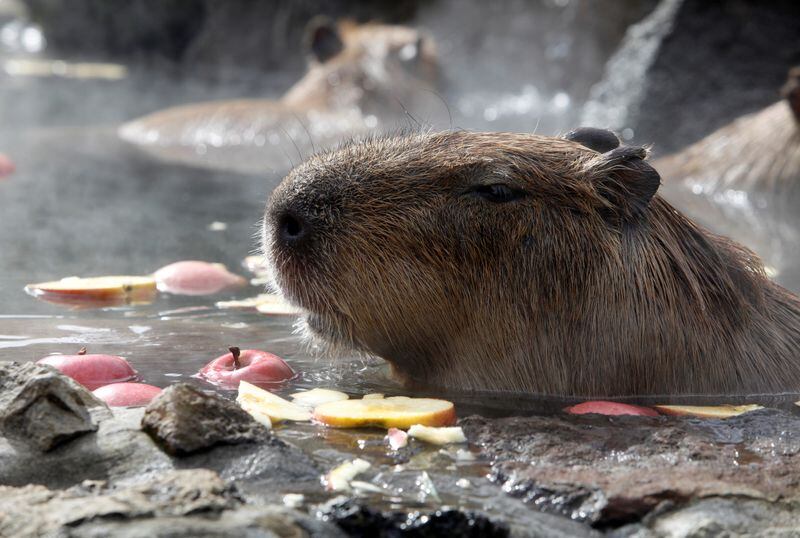 Investigadores advirtieron el peligro que corren estos animales ante la fama que consiguieron en redes sociales (REUTERS/Sakura Murakami)