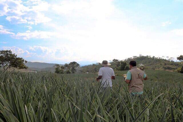 Reclamantes de tierras de El Totumo, ubicado en Necoclí (Antioquia) también han sido amenazados y asesinados - crédito Colprensa