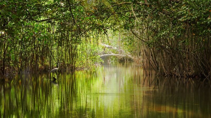 Ecuador alberga una de las extensiones más importantes de manglares en la costa del Pacífico. (Ministerio de Ambiente)