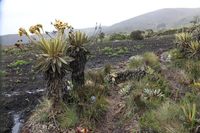 Según Corpoboyacá, la especie Frailejón (Espeletia sp), de acuerdo a la Resolución No. 192 de febrero 10 de 2014, se encuentra en el listado de las especies de la diversidad biológica colombiana, con categoría de amenaza nivel Peligro Crítico - crédito Corpoboyacá