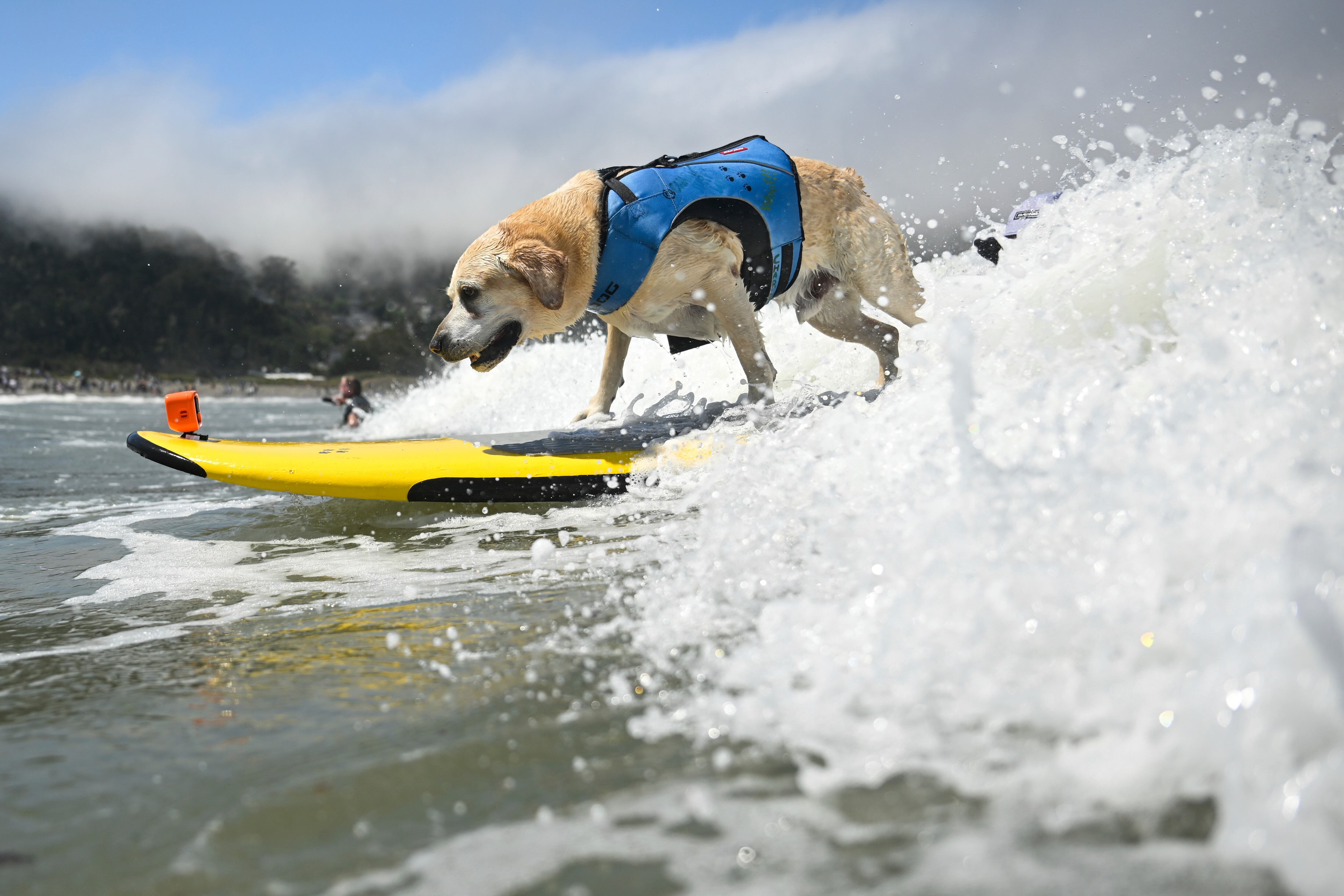 Campeonato de surfeo de perros - California - 2024