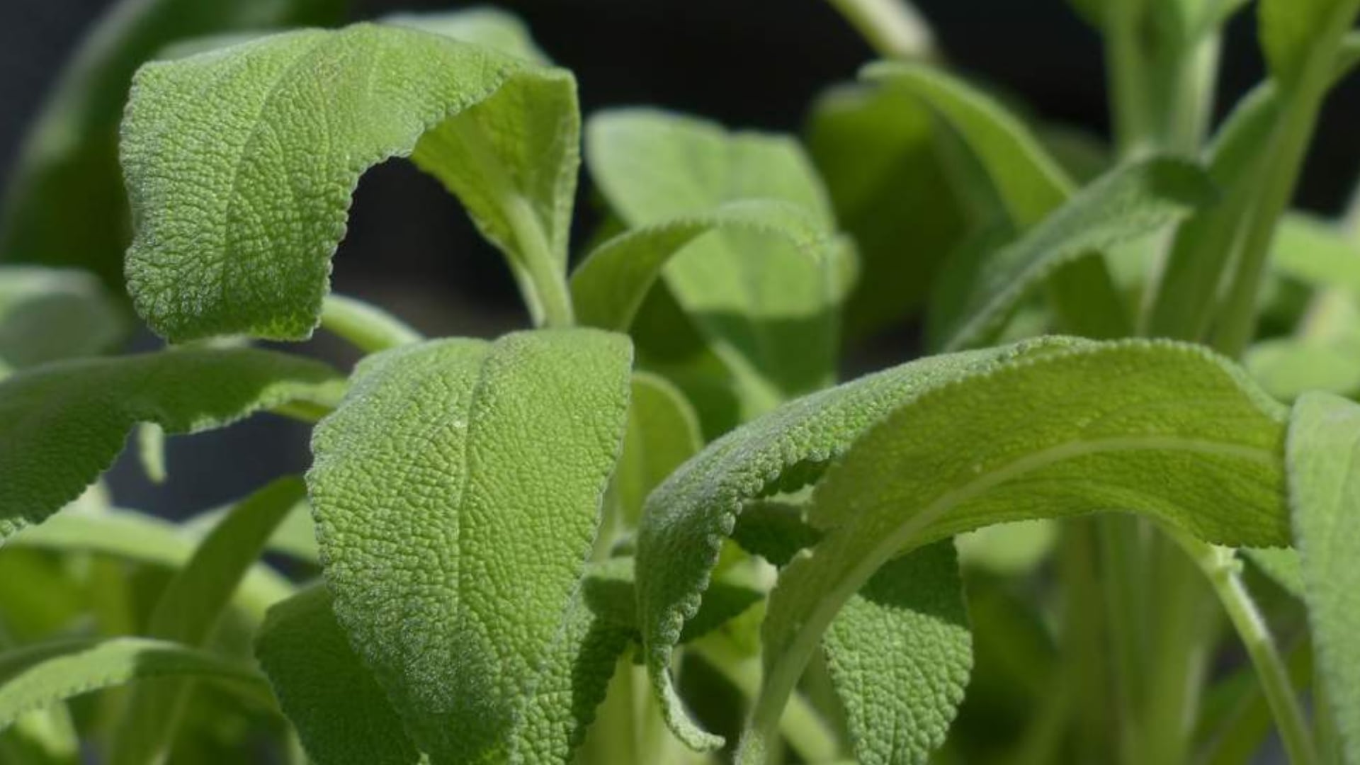 Salvia - planta medicinal - salud - Cajamarca - Junín - Perú - 4 de agosto