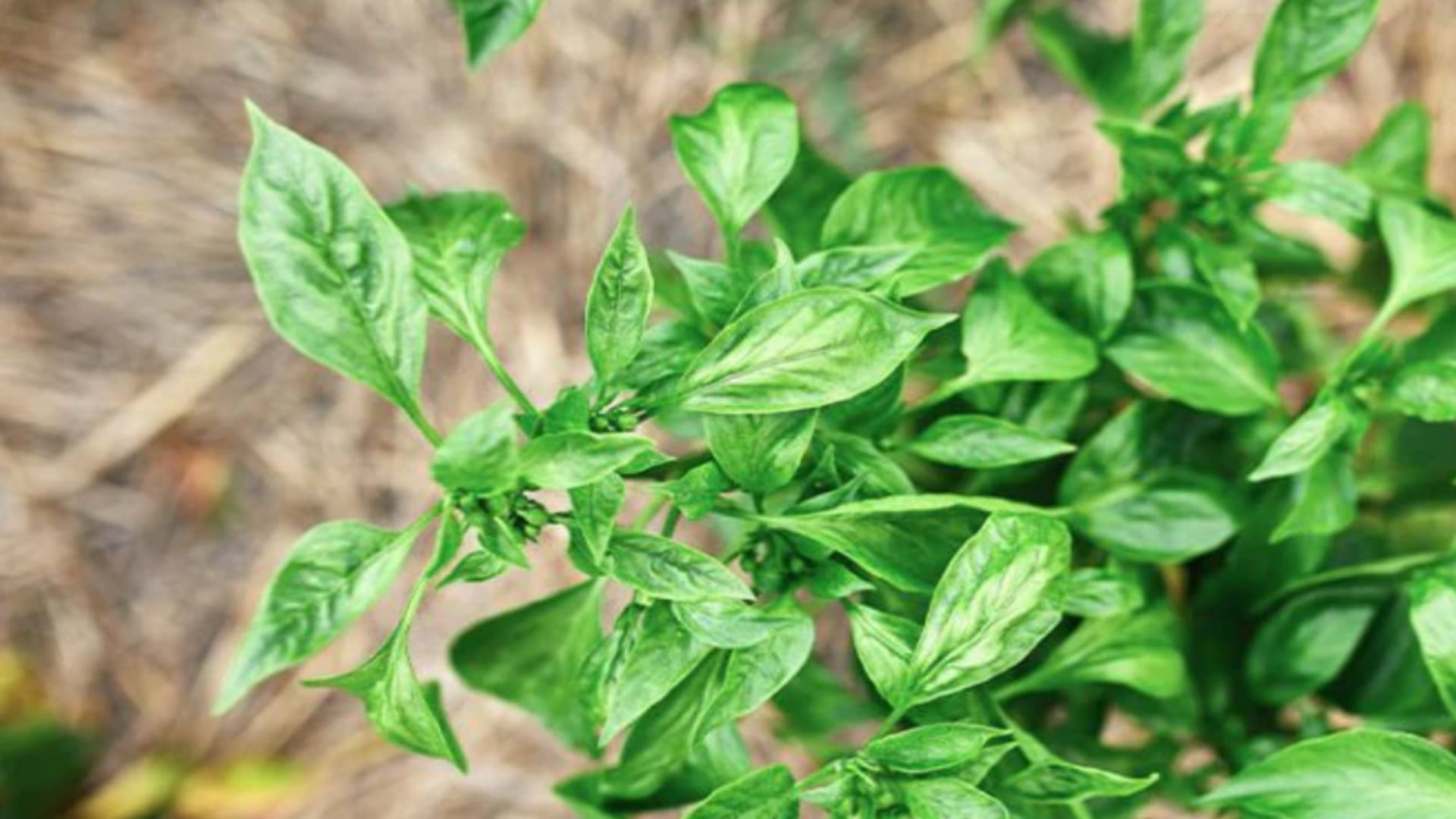 Planta Tulsi