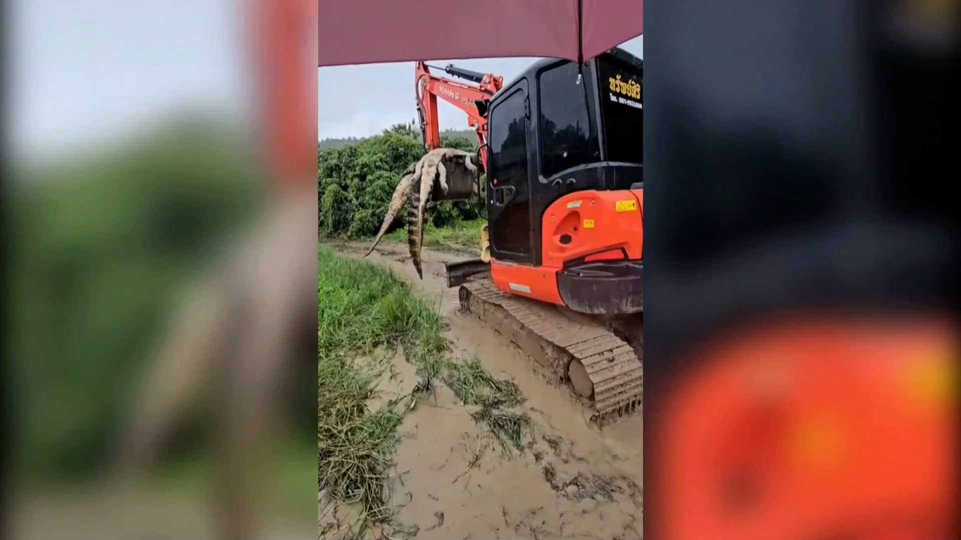 Un criadero sacrifica 125 cocodrilos debido a las inundaciones en Tailandia