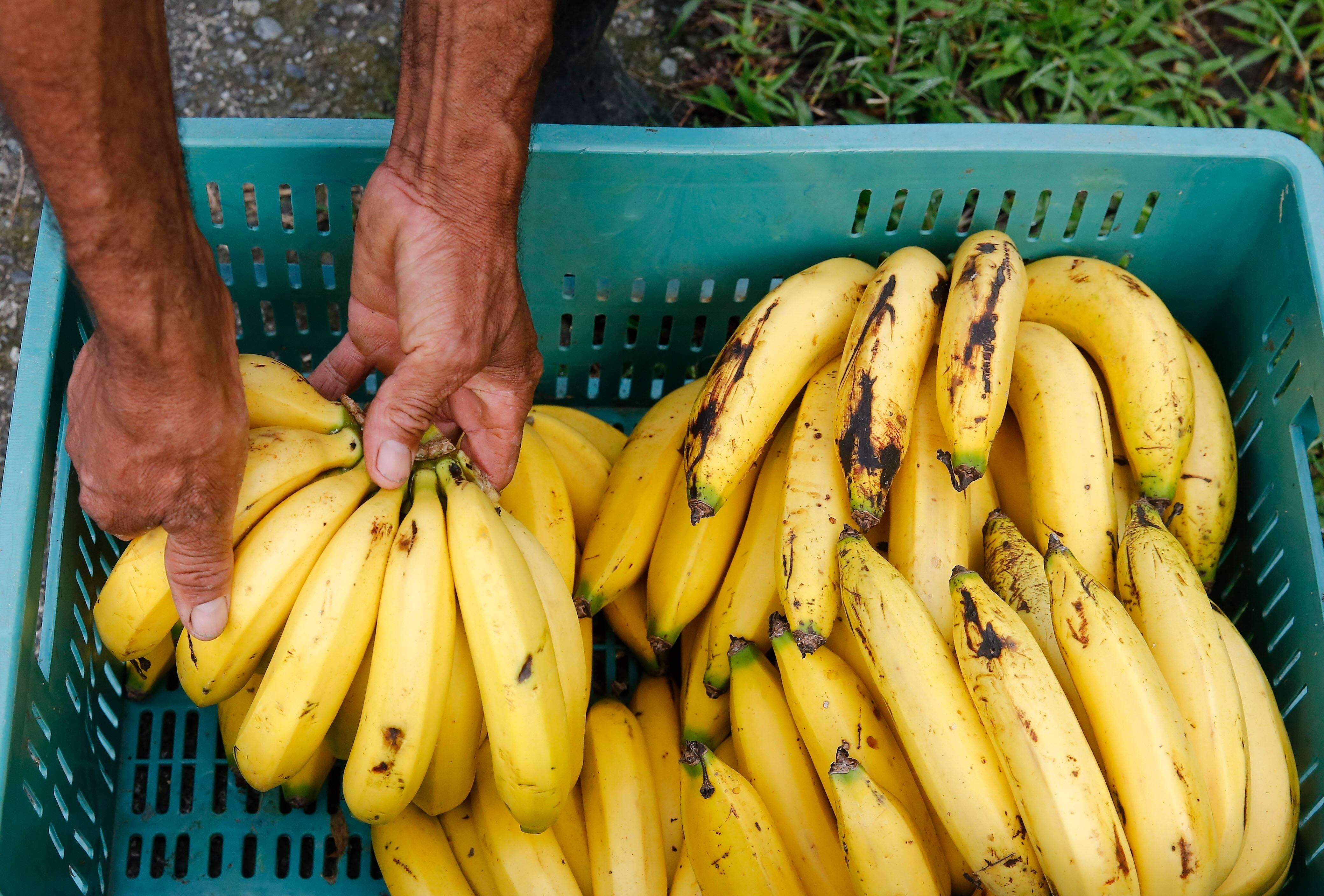 El banano es el producto de exportación principal hacia Estados Unidos y Europa - crédito Luis Eduardo Noriega/EFE
