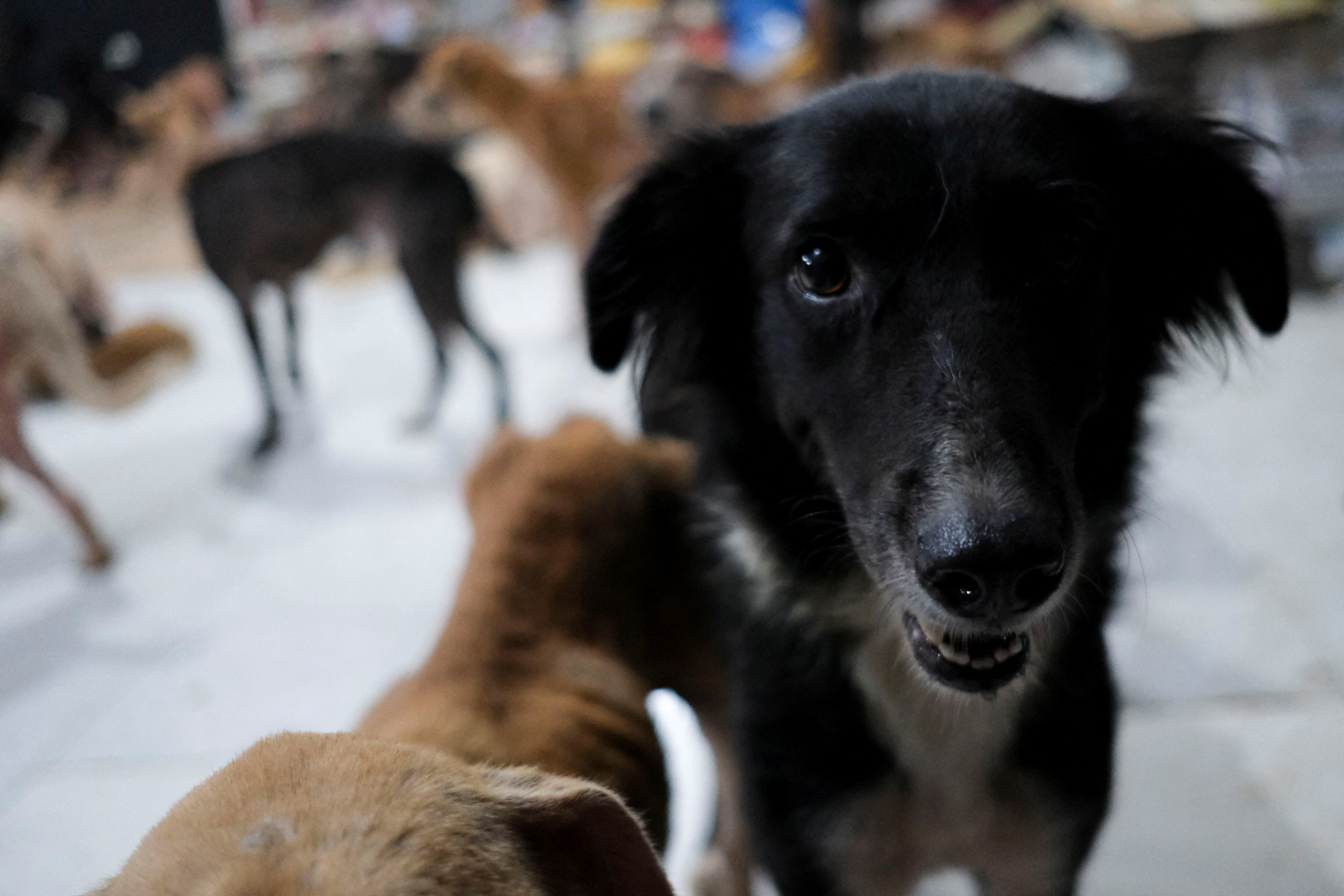 A dog looks on in a shelter opened by Cachorrilandia after Hurricane Beryl, in Cancun, Mexico July 5, 2024. REUTERS/Paola Chiomante